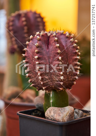 Ruby ball cactus plant with colorful red ball shape. Decorative succulent for botanical garden or indoor home decoration. Gymnocalycium mihanovichii Ruby ball cactus plant with colorful red ball shape. Decorative succulent for botanical garden or indoor home decoration. Gymnocalycium mihanovichii 137257741