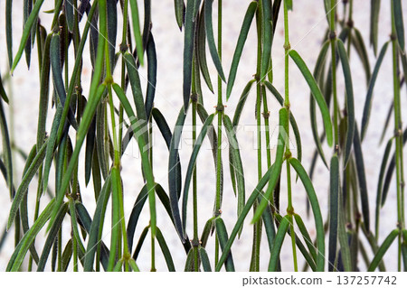 Green weeping plant with long thin leaves hanging downward. Botanical garden or house plant detail for nature background. Green weeping plant with long thin leaves hanging downward. Botanical garden or house plant detail for nature background. 137257742