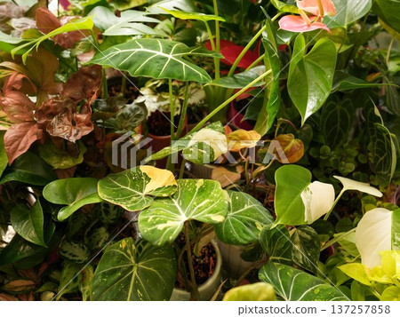 Charming store setup with variegated foliage and welcoming atmosphere Charming store setup with variegated foliage and welcoming atmosphere 137257858