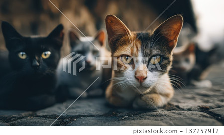 Cats basking on sunny cobblestones Cats basking on sunny cobblestones 137257912