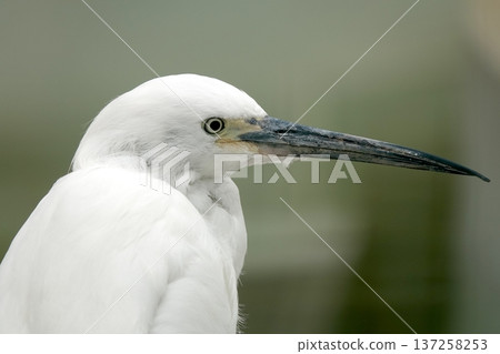 白鷺鷥側面特寫 白鷺鷥側面特寫 137258253