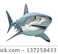 Shark on a transparent background close up 137258433