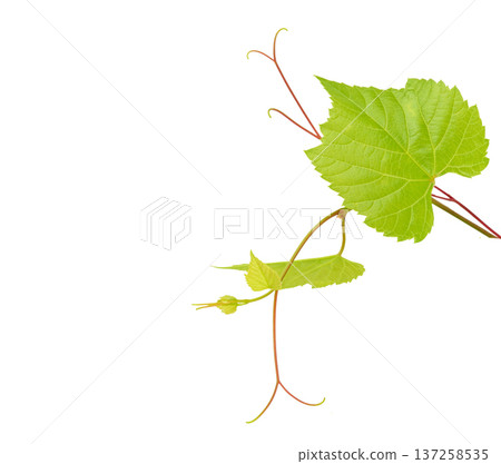 Vibrant Green Grape Vine Branch with Fresh Leaves Isolated on White Vibrant Green Grape Vine Branch with Fresh Leaves Isolated on White 137258535