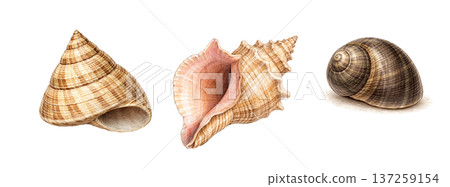 seashell isolated on white background 137259154