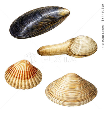 seashell isolated on white background 137259156