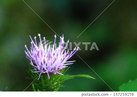 Purple wildflowers blooming against a green background Purple wildflowers blooming against a green background 137259159