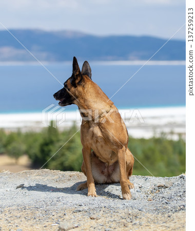 Majestic Malinois Overlooking the Horizon with Lake and mountains Majestic Malinois Overlooking the Horizon with Lake and mountains 137259213