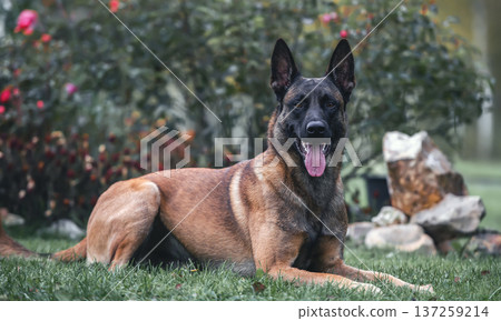 Belgian Malinois Dog Lying on Grass in Garden Belgian Malinois Dog Lying on Grass in Garden 137259214