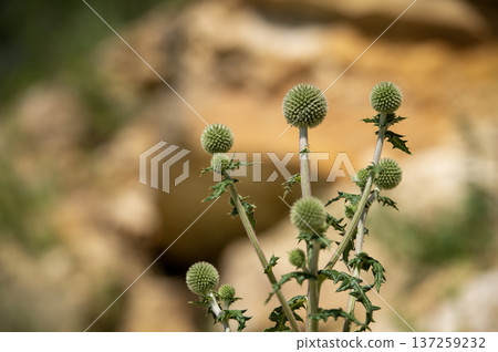 Spherical green thistle (Echinops) flower in Focus Spherical green thistle (Echinops) flower in Focus 137259232