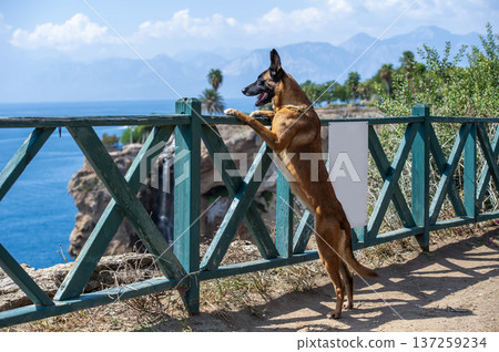 Belgian shepherd Malinois dog overlooking coastal landscape 137259234