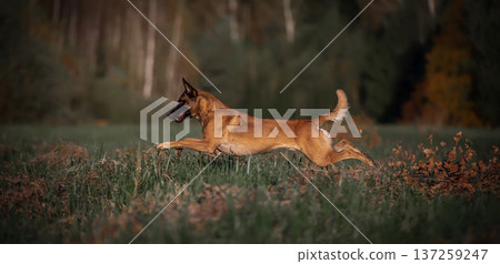 Belgian Malinois Running in Autumn Field Belgian Malinois Running in Autumn Field 137259247
