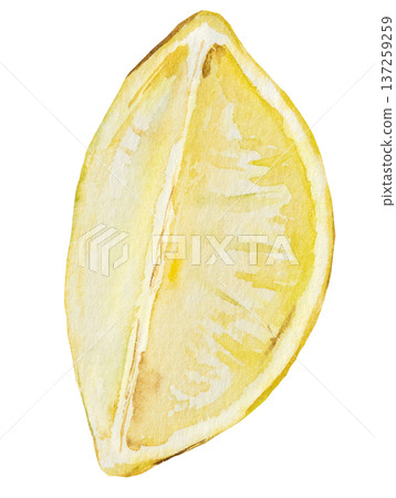 Hand drawn watercolor lemon slice, isolated botanical illustration. Yellow citrus fruit element Hand drawn watercolor lemon slice, isolated botanical illustration. Yellow citrus fruit element 137259259