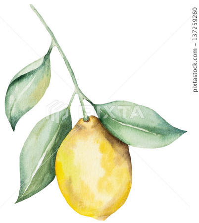 Hand drawn watercolor whole yellow lemon fruit, Citrus isolated illustration for summer events Hand drawn watercolor whole yellow lemon fruit, Citrus isolated illustration for summer events 137259260