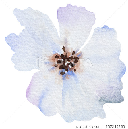 Watercolor hand drawn pale blue flower isolated illustration, Botanical floral element for design Watercolor hand drawn pale blue flower isolated illustration, Botanical floral element for design 137259263