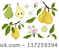 Springtime pear blossom illustration. Illustration of pears with blossoms and leaves 137259394
