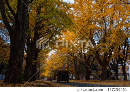 Hokkaido University - Row of ginkgo trees with yellow leaves Hokkaido University - Row of ginkgo trees with yellow leaves 137259461