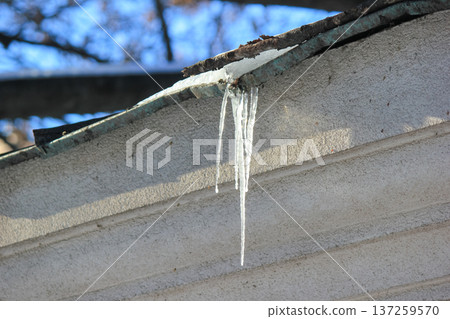 A sharp, translucent icicle hangs from a snowy roof edge against a textured wall in winter light. A sharp, translucent icicle hangs from a snowy roof edge against a textured wall in winter light. 137259570