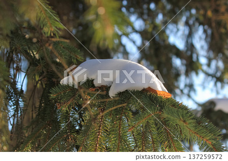 A thick layer of fresh white snow rests on a green spruce branch under bright winter sunlight. 137259572