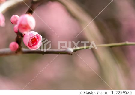 Plum blossoms telling the arrival of spring Plum blossoms telling the arrival of spring 137259586