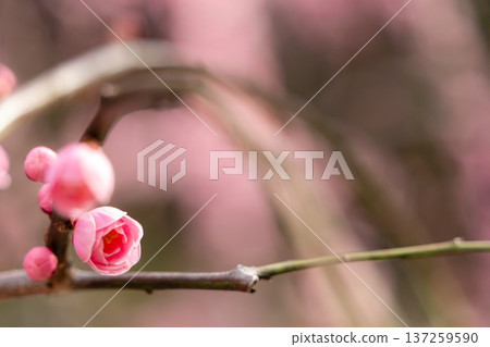 Landscape with plum blossoms 137259590