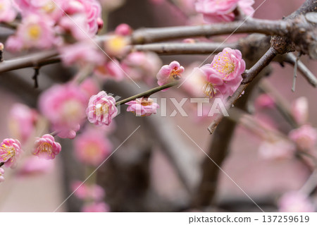 Plum blossom Plum blossom 137259619