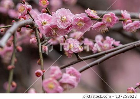 梅花 137259628