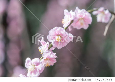 可愛的粉紅色梅花 可愛的粉紅色梅花 137259653