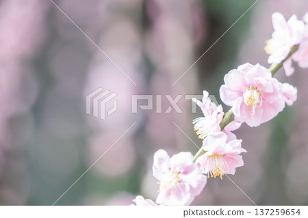 美麗的粉紅色梅花 美麗的粉紅色梅花 137259654