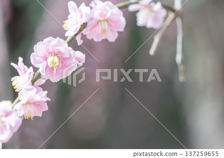 梅花告訴春天的到來 梅花告訴春天的到來 137259655