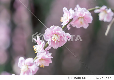 可愛的粉紅色花朵 可愛的粉紅色花朵 137259657