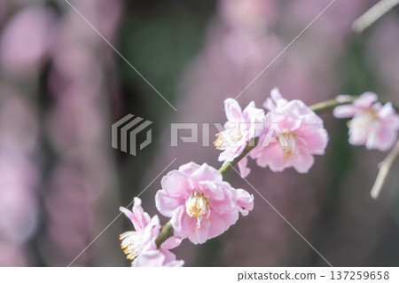 可愛的粉紅色梅花 可愛的粉紅色梅花 137259658