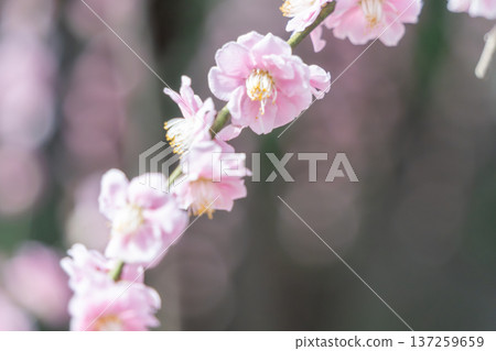 可愛的粉紅色花朵 可愛的粉紅色花朵 137259659