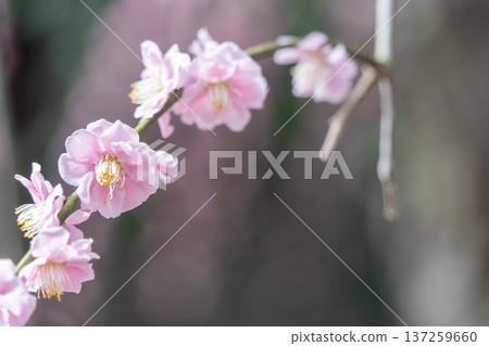 Plum blossoms telling the arrival of spring Plum blossoms telling the arrival of spring 137259660