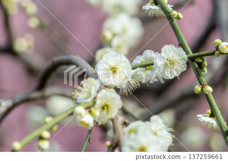 白梅花 白梅花 137259661