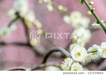 white plum blossom 137259663