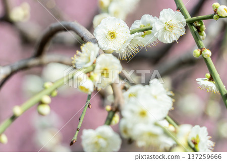 white plum blossom 137259666