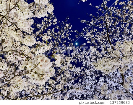Cherry blossoms in full bloom overhead and a small shining moon Cherry blossoms in full bloom overhead and a small shining moon 137259683