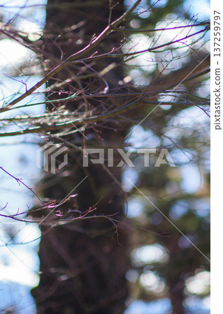 fuji, flower, mountain 137259797
