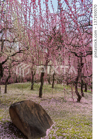 Dangling plum Dangling plum 137260070