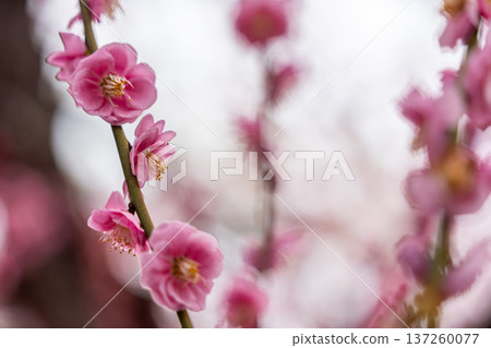紅色李子開花的春天花 紅色李子開花的春天花 137260077