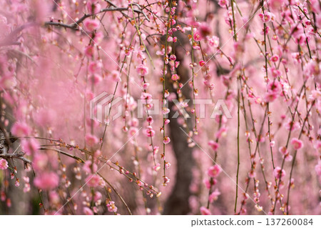Weeping plum blossoms Weeping plum blossoms 137260084