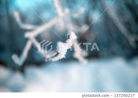 Tree branch with snow close-up. High quality photo 137260217