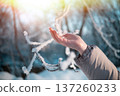 Close-up of a branch with snow and a human hand. High quality photo 137260233