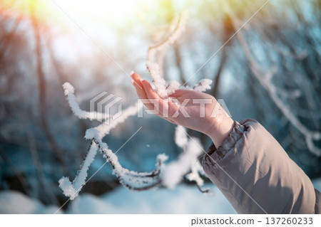 Close-up of a branch with snow and a human hand. High quality photo Close-up of a branch with snow and a human hand. High quality photo 137260233