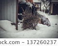 Discarded Christmas tree in the trash. High quality photo 137260237