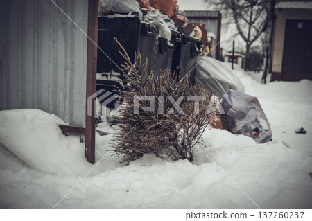 Discarded Christmas tree in the trash. High quality photo Discarded Christmas tree in the trash. High quality photo 137260237