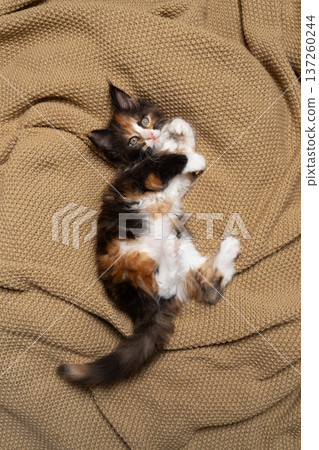 calico maine coon kitten on blanket calico maine coon kitten on blanket 137260244