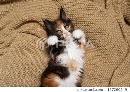 calico maine coon kitten on blanket calico maine coon kitten on blanket 137260249