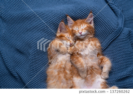two orange maine coon kittens sleeping together 137260262