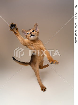 playful abyssinian kitten in motion 137260263